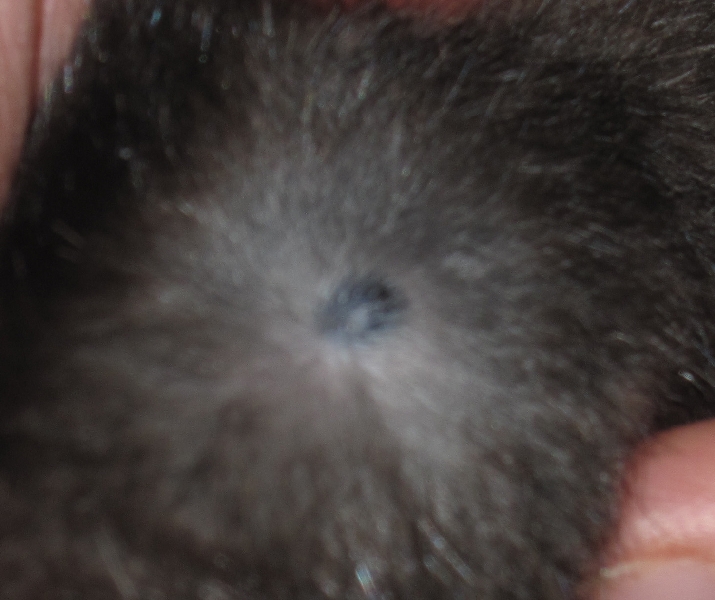 Tari schwarzer Knubbel / Edit blutige Nase + lockere Zähne